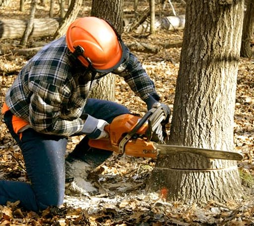 Tree Removal in Glencoe, AR